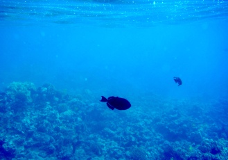 Black Durgeon Triggerfish