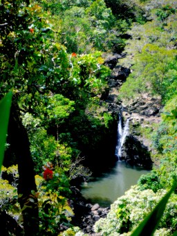 Hawaii Rainforest